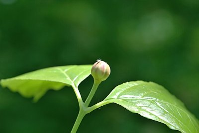 Sinocalycanthus chinensis - sazaníkovec čínský - poupě